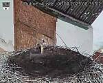 Capi_Dubne_20250806_083502.jpg