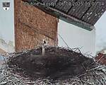 Capi_Dubne_20250806_090004.jpg