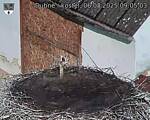 Capi_Dubne_20250806_090503.jpg