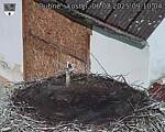 Capi_Dubne_20250806_091004.jpg