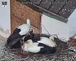 Capi_Dubne_20250806_094503.jpg