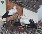 Capi_Dubne_20250806_095002.jpg