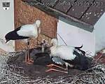 Capi_Dubne_20250806_095503.jpg
