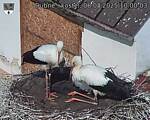 Capi_Dubne_20250806_100003.jpg