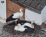 Capi_Dubne_20250806_100504.jpg