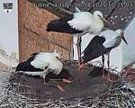 Capi_Dubne_20250806_102503.jpg