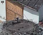 Capi_Dubne_20250806_131502.jpg