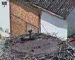 Capi_Dubne_20250806_140002.jpg