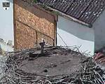 Capi_Dubne_20250806_141004.jpg