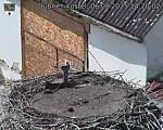Capi_Dubne_20250806_142002.jpg