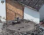 Capi_Dubne_20250806_143504.jpg