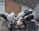 Capi_Dubne_20250806_152002.jpg