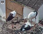 Capi_Dubne_20250806_154503.jpg