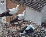 Capi_Dubne_20250806_155502.jpg