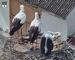 Capi_Dubne_20250806_160004.jpg