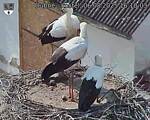 Capi_Dubne_20250806_161003.jpg
