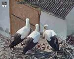 Capi_Dubne_20250806_162003.jpg