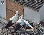 Capi_Dubne_20250806_163003.jpg