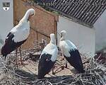Capi_Dubne_20250806_164504.jpg