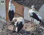 Capi_Dubne_20250806_165002.jpg