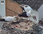 Capi_Dubne_20250806_170003.jpg