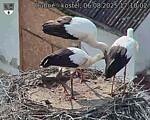 Capi_Dubne_20250806_171002.jpg
