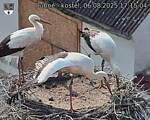 Capi_Dubne_20250806_171504.jpg