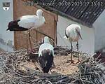 Capi_Dubne_20250806_173502.jpg