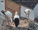 Capi_Dubne_20250806_174502.jpg