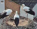Capi_Dubne_20250806_180003.jpg