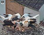 Capi_Dubne_20250806_181502.jpg