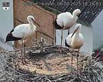 Capi_Dubne_20250806_182003.jpg