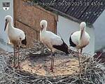 Capi_Dubne_20250806_184504.jpg