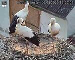 Capi_Dubne_20250806_190003.jpg