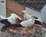Capi_Dubne_20250806_193003.jpg