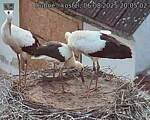 Capi_Dubne_20250806_200502.jpg