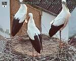 Capi_Dubne_20250806_201003.jpg