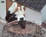Capi_Dubne_20250806_203002.jpg