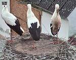 Capi_Dubne_20250806_203502.jpg