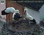 Capi_Dubne_20250806_205003.jpg