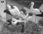 Capi_Dubne_20250806_205502.jpg