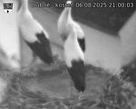 Capi_Dubne_20250806_210003.jpg