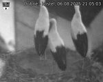 Capi_Dubne_20250806_210503.jpg