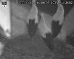 Capi_Dubne_20250806_211002.jpg