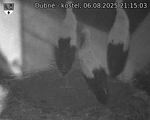 Capi_Dubne_20250806_211503.jpg