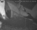 Capi_Dubne_20250806_215002.jpg