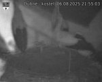 Capi_Dubne_20250806_215503.jpg