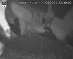 Capi_Dubne_20250806_223002.jpg
