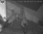 Capi_Dubne_20250806_224002.jpg