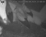 Capi_Dubne_20250806_230003.jpg